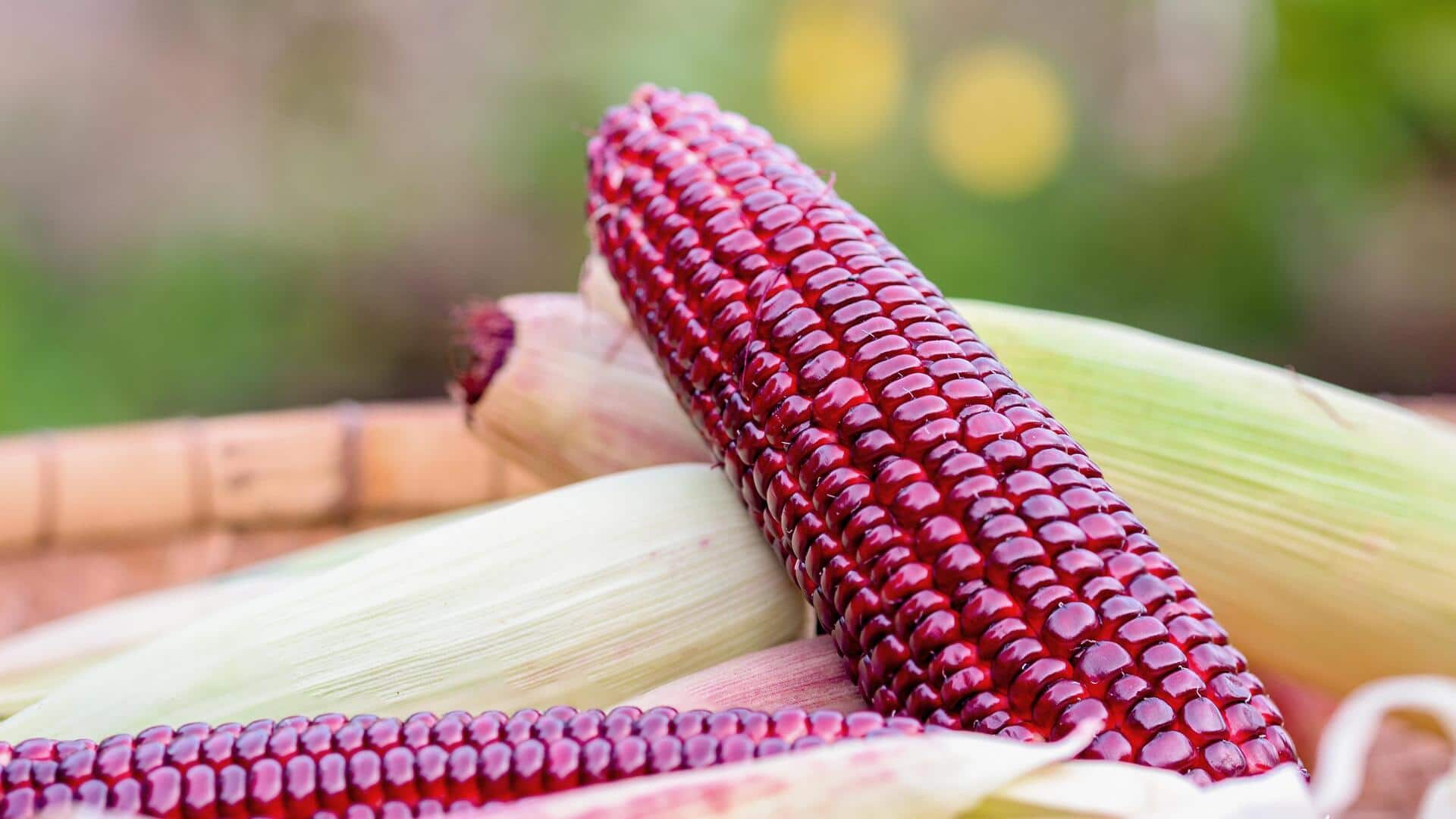 Reviving heritage: The rediscovery of Jimmy Red Corn