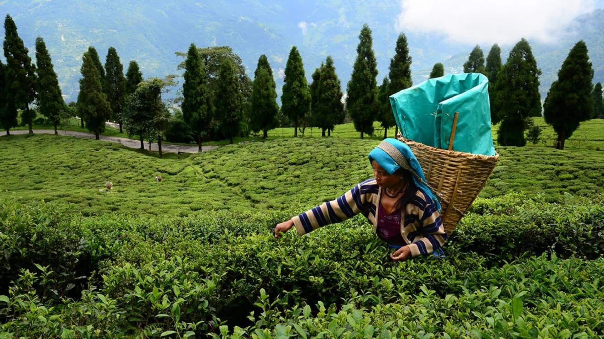 Sikkim's top tea gardens you must visit