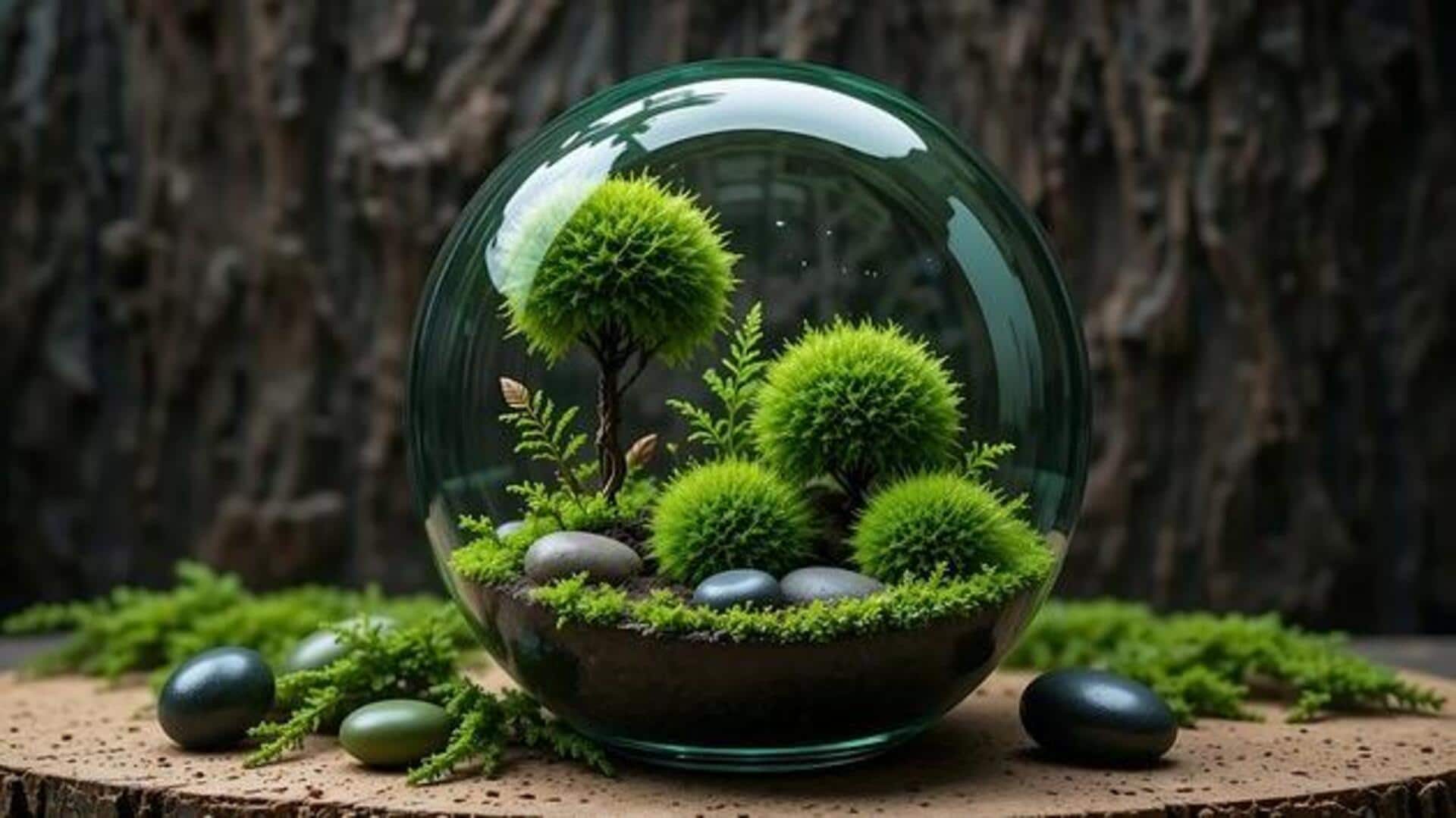 How to care for moss terrariums