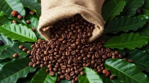 How to shop for authentic coffee beans 
