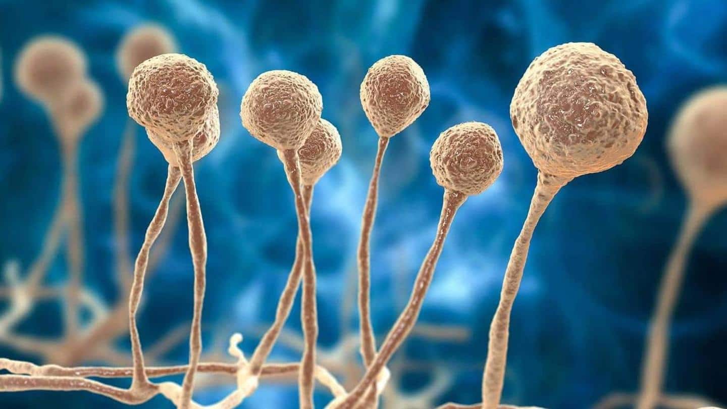What is mucormycosis? What is mucormycosis?