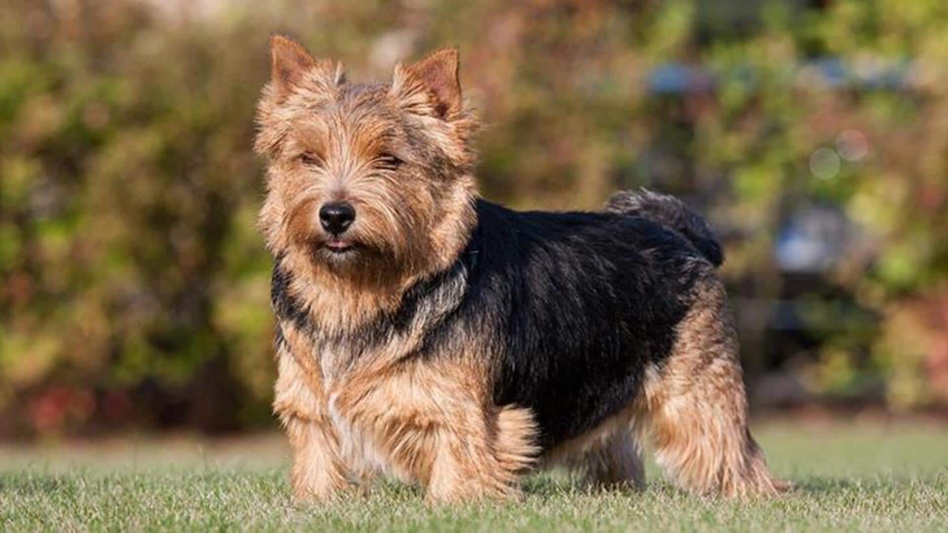 Tips for caring for your Norwich Terrier at home