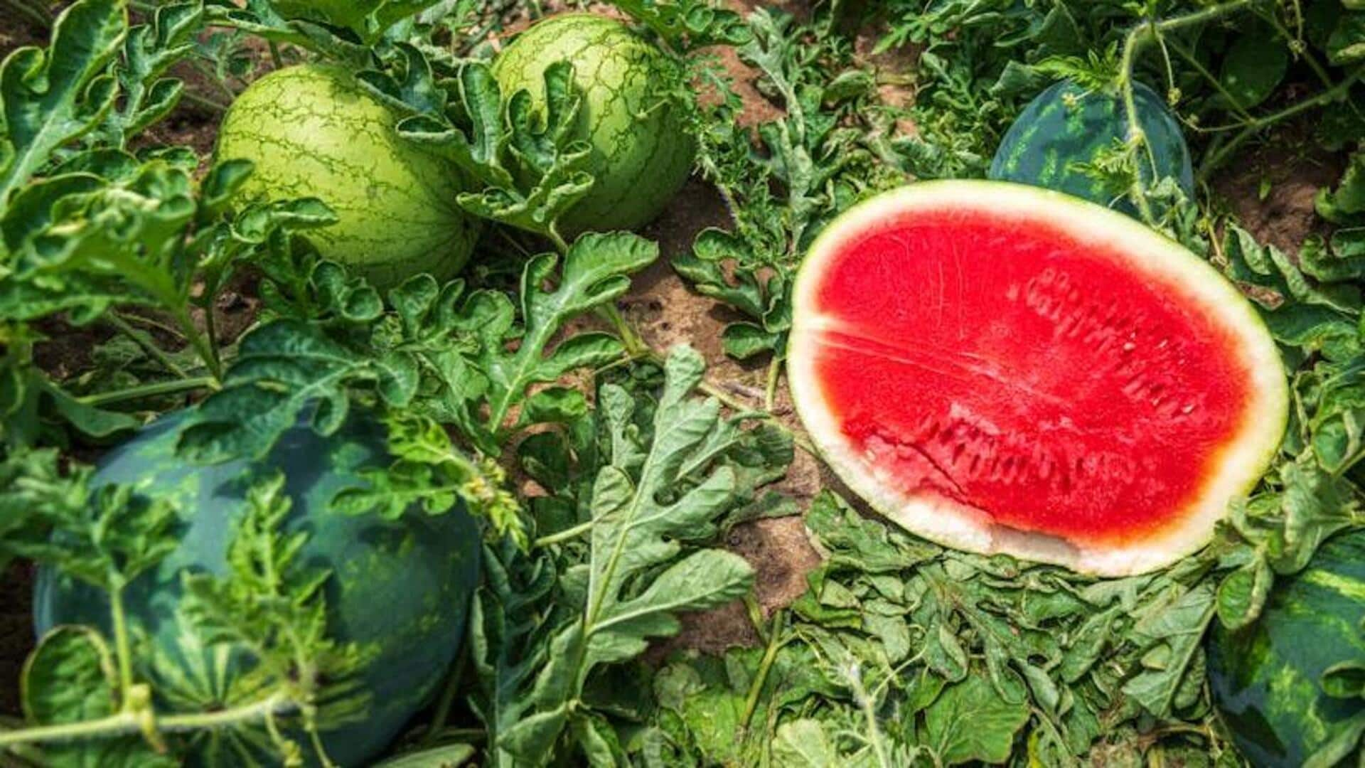 How to grow juicy watermelons in your backyard