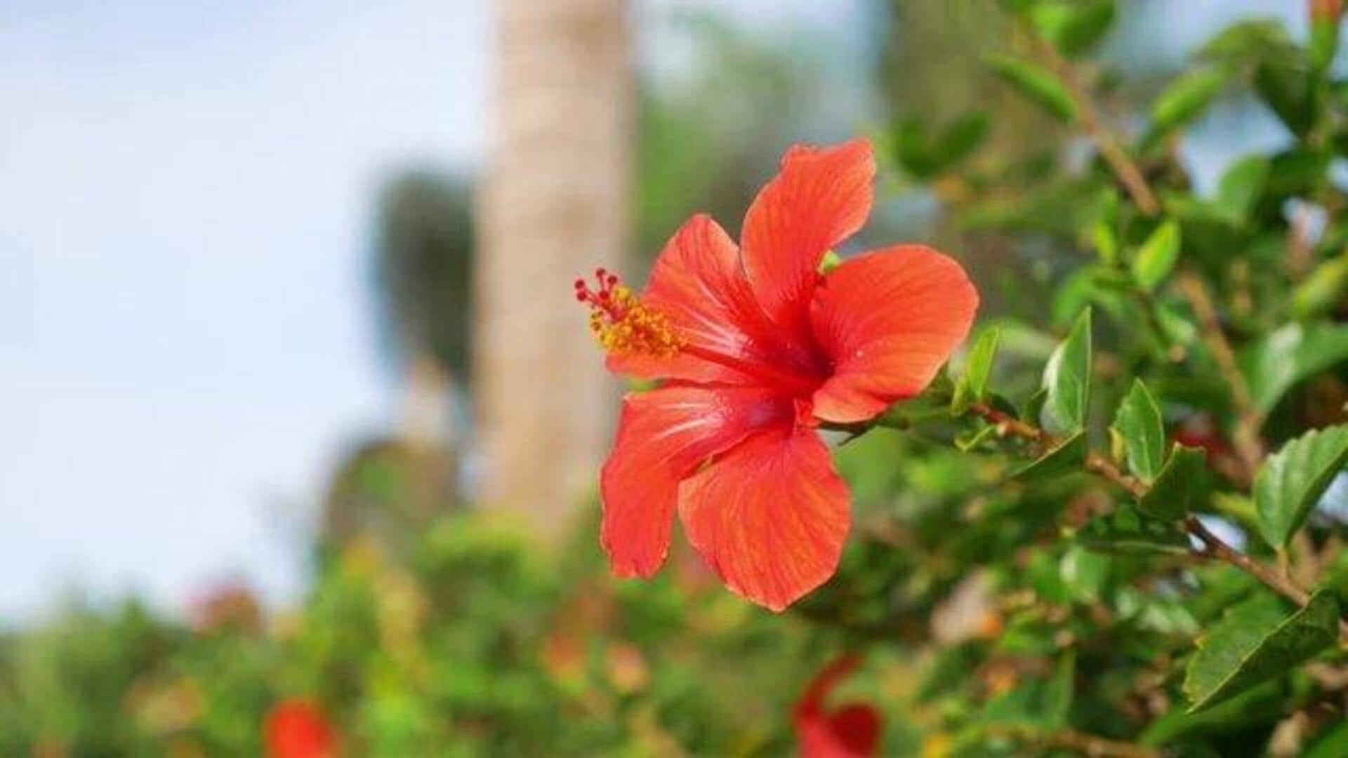 How hibiscus flowers transform desserts How hibiscus flowers transform desserts