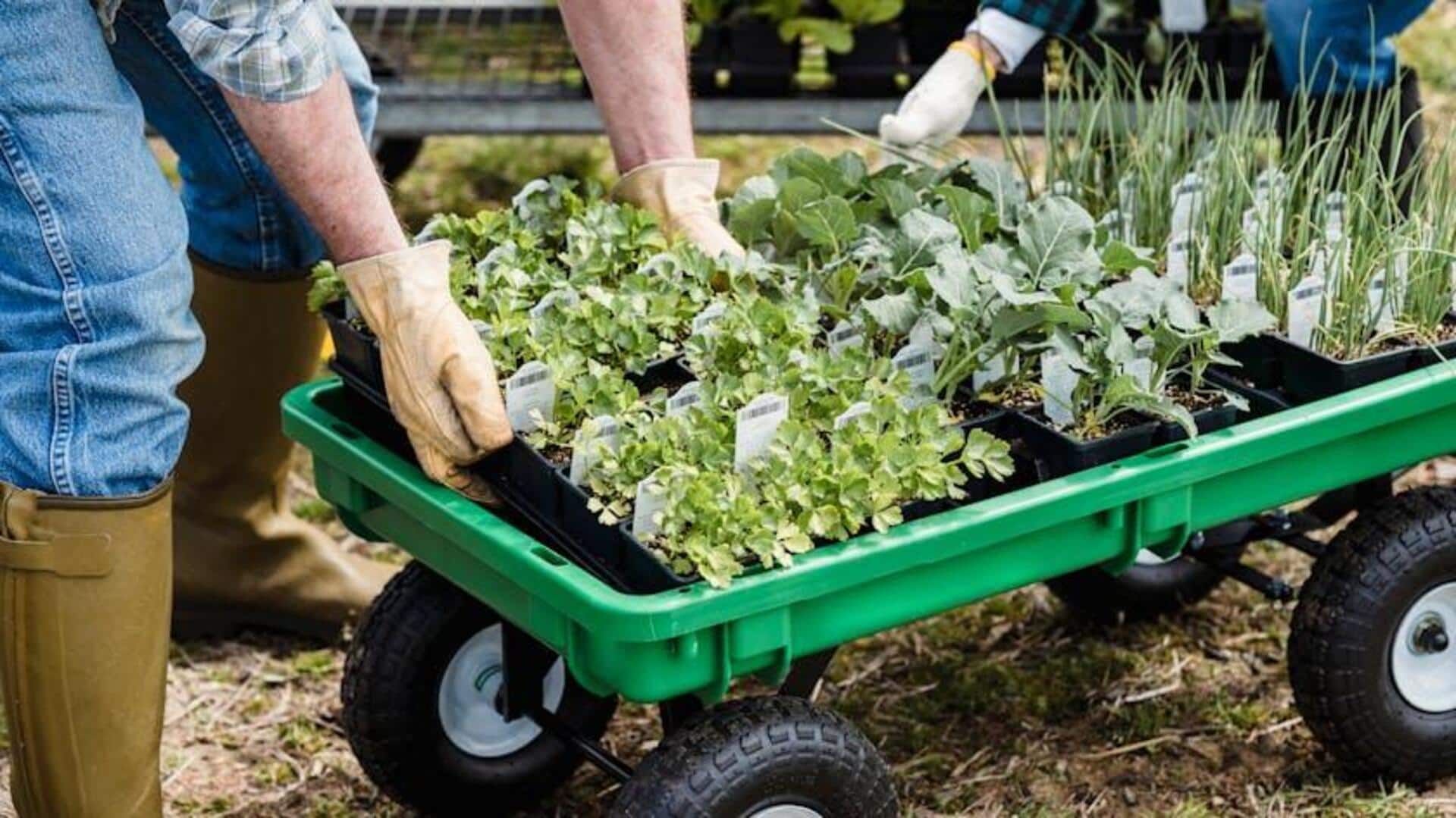 How to grow vegetables at home How to grow vegetables at home