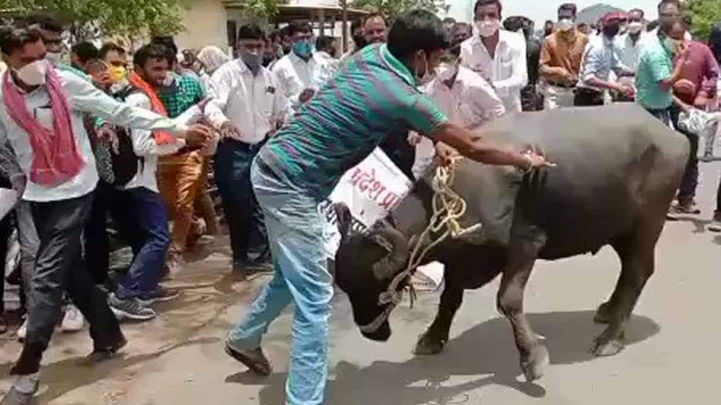 Buffalo goes berserk at protest in MP; injures one