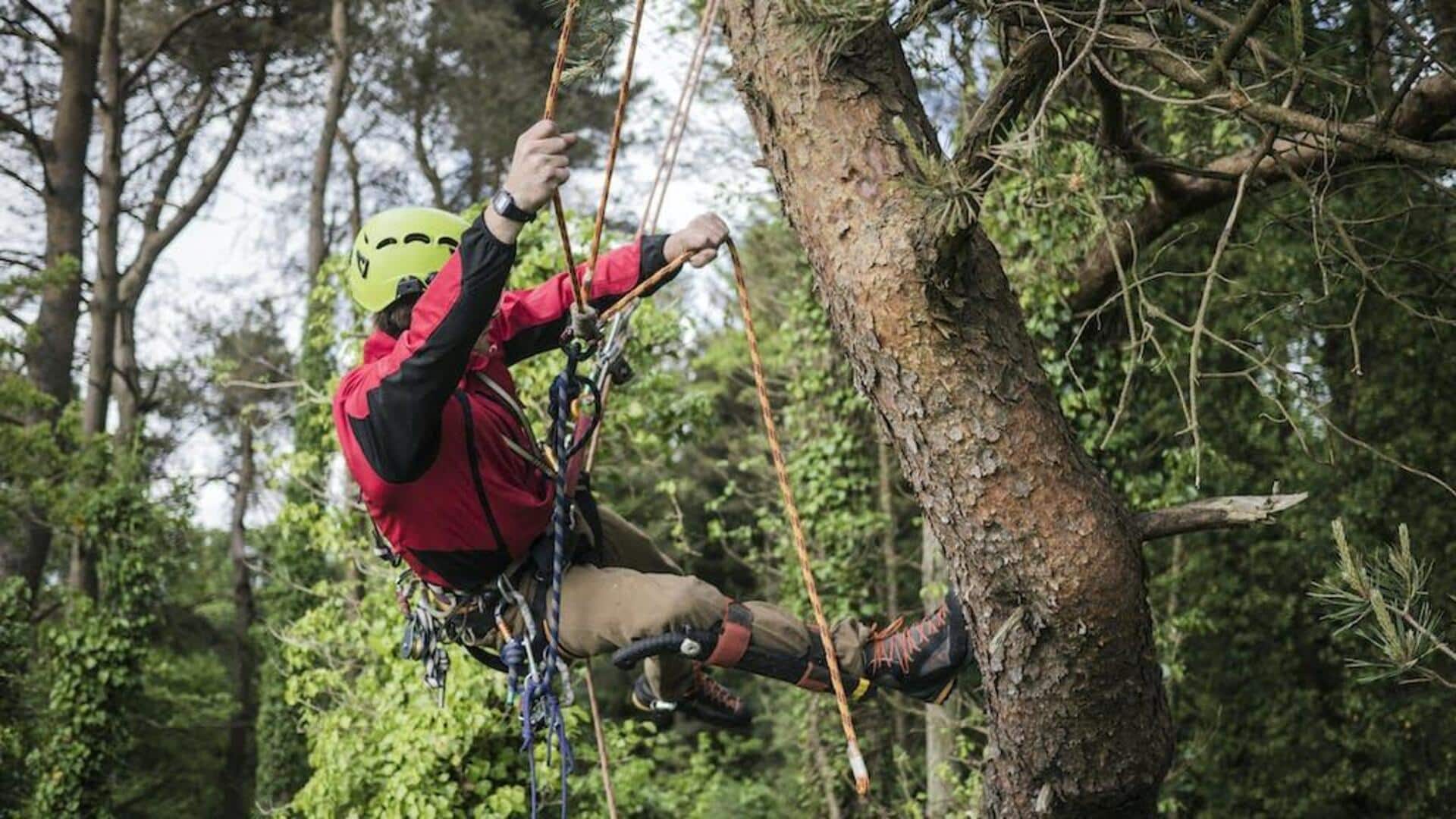 What is mindful tree climbing?