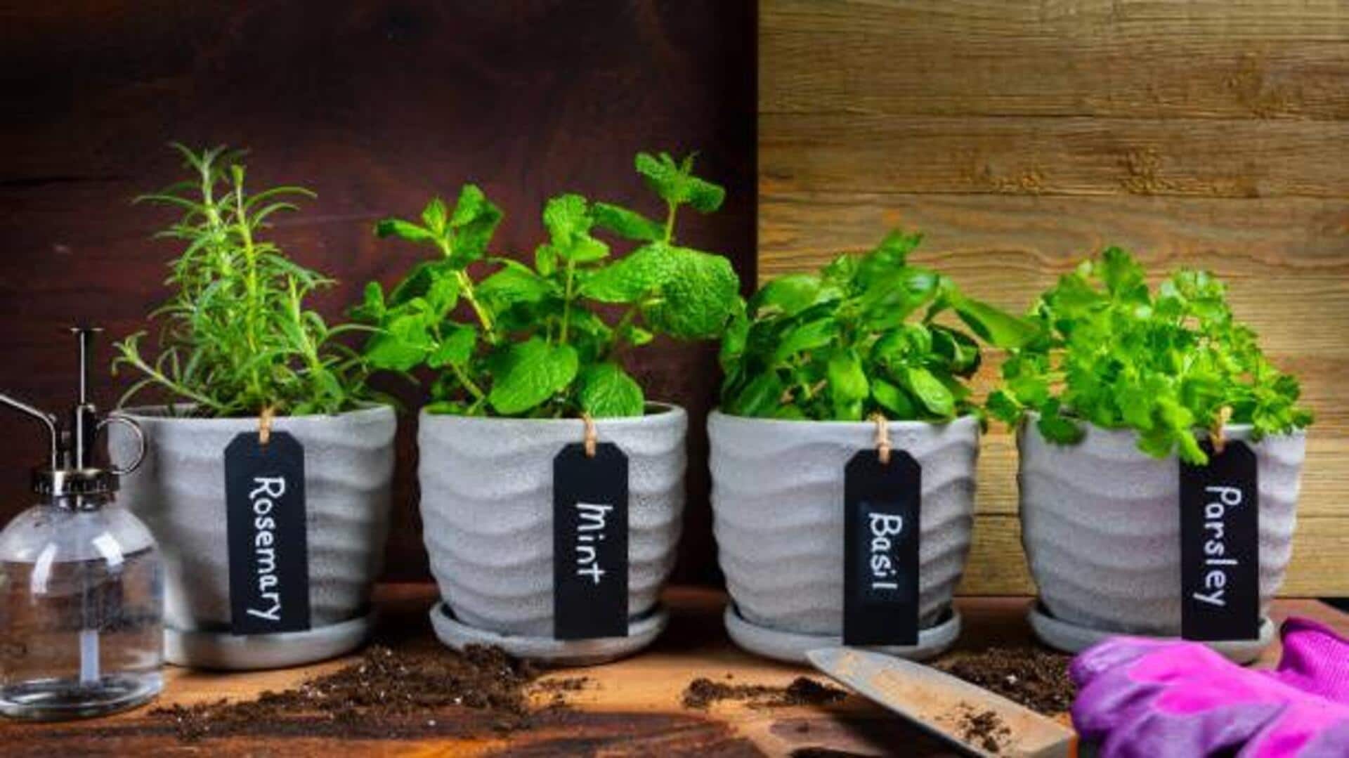 5 beginner-friendly herbs you can grow at home 