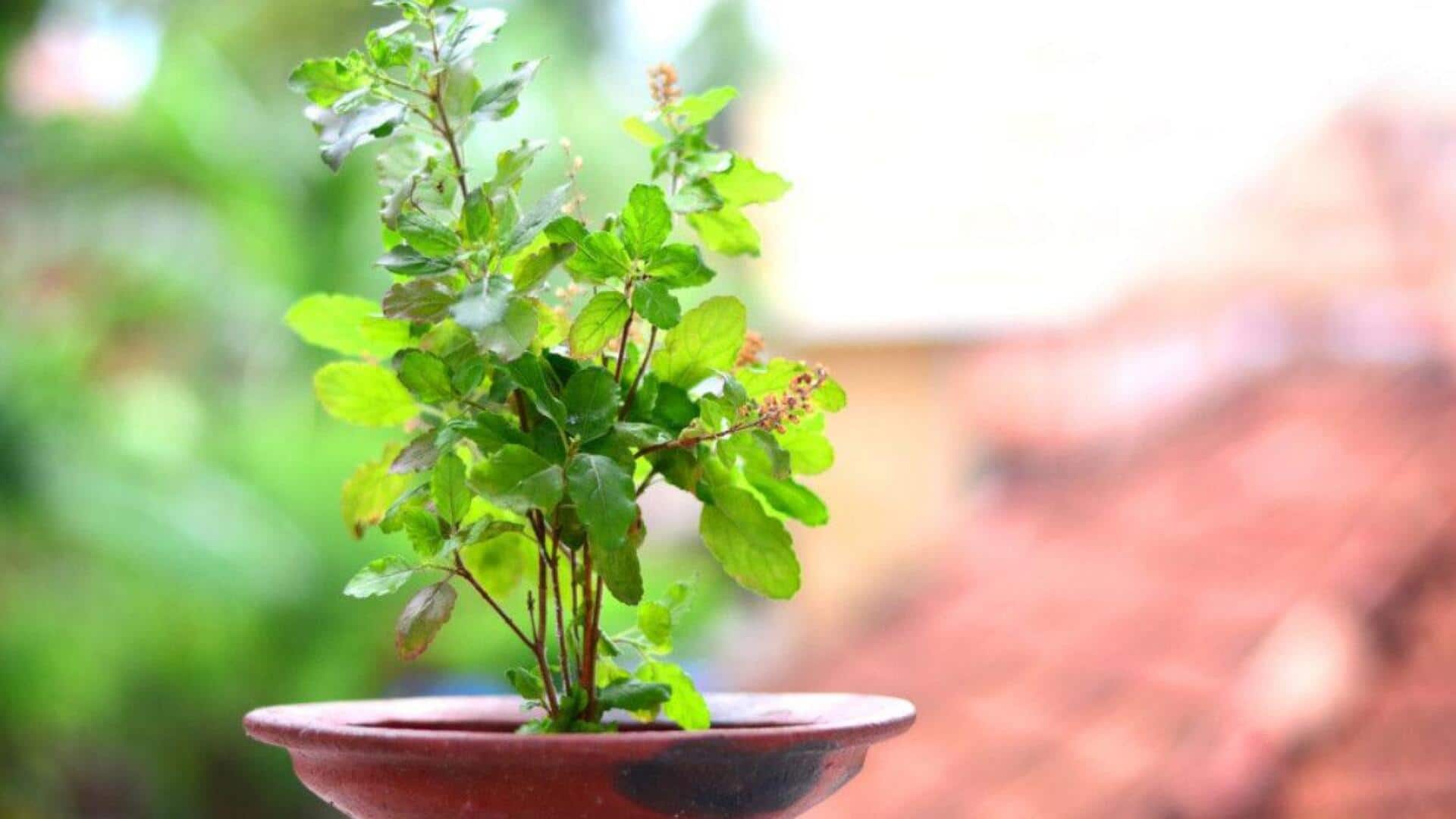 How to grow tulsi on your windowsill How to grow tulsi on your windowsill