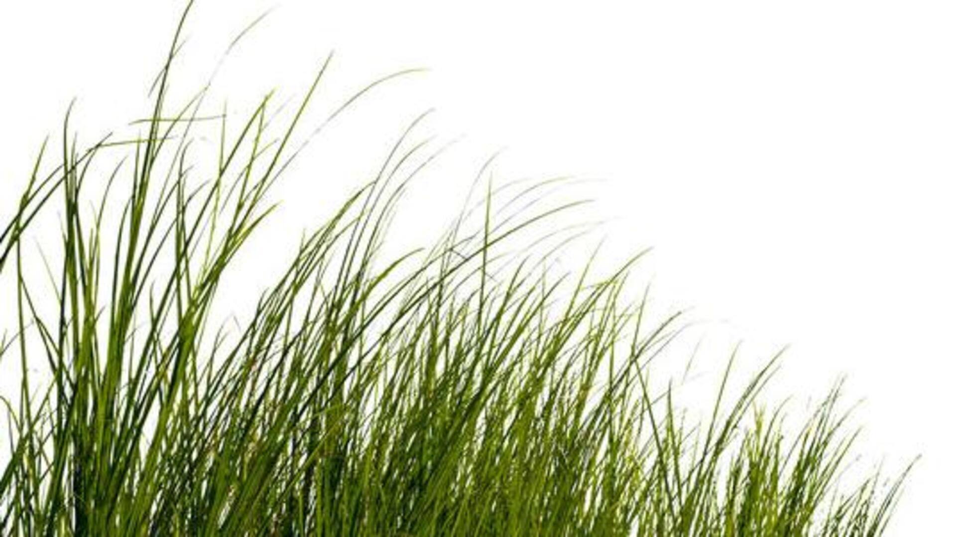 Camel grass: Nutritional benefits and uses