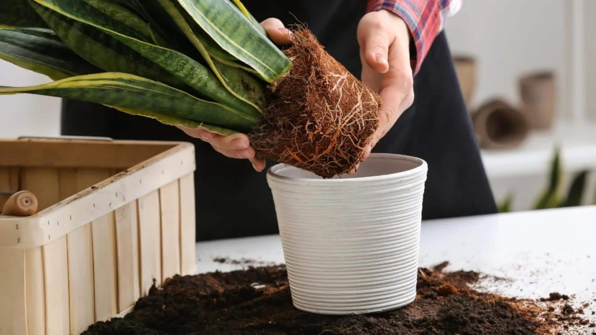 Repotting houseplants? Avoid these mistakes