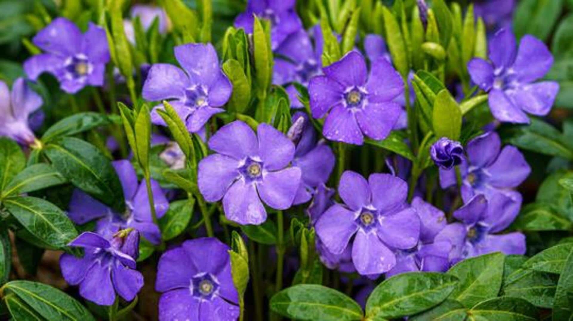 Periwinkle: A plant with amazing health benefits