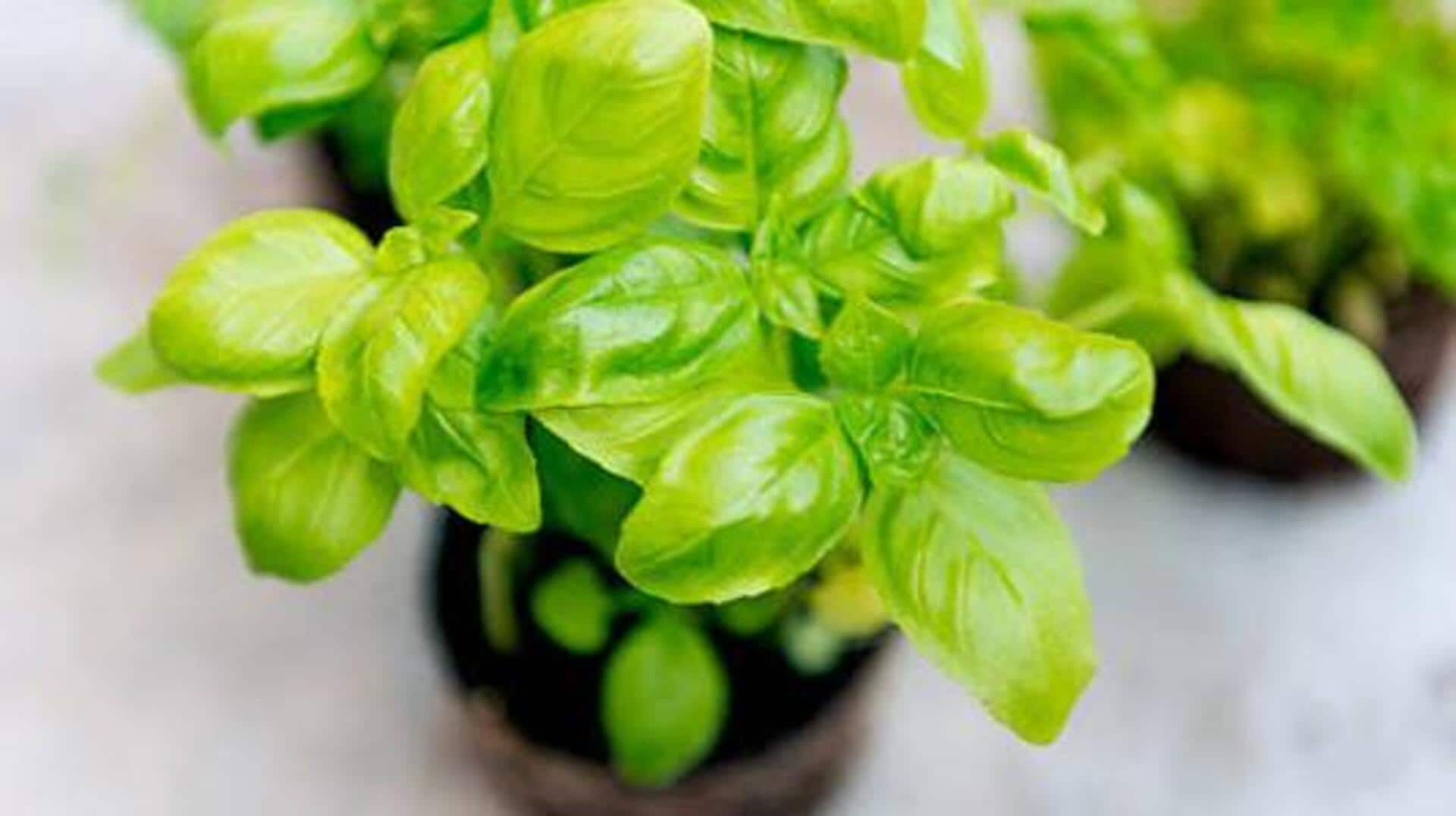 Beyond cooking: 5 uses of basil