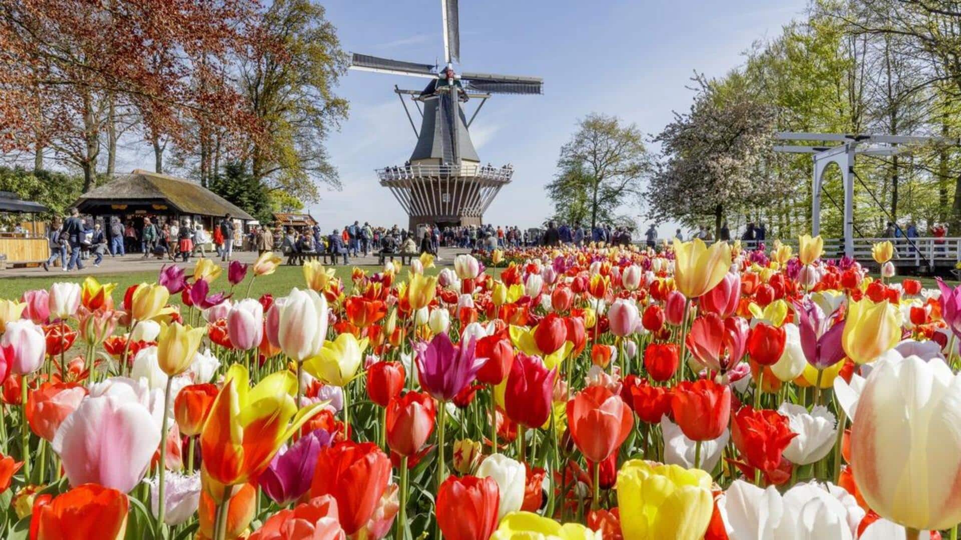 Visiting the Netherlands? Flower festivals you can skip