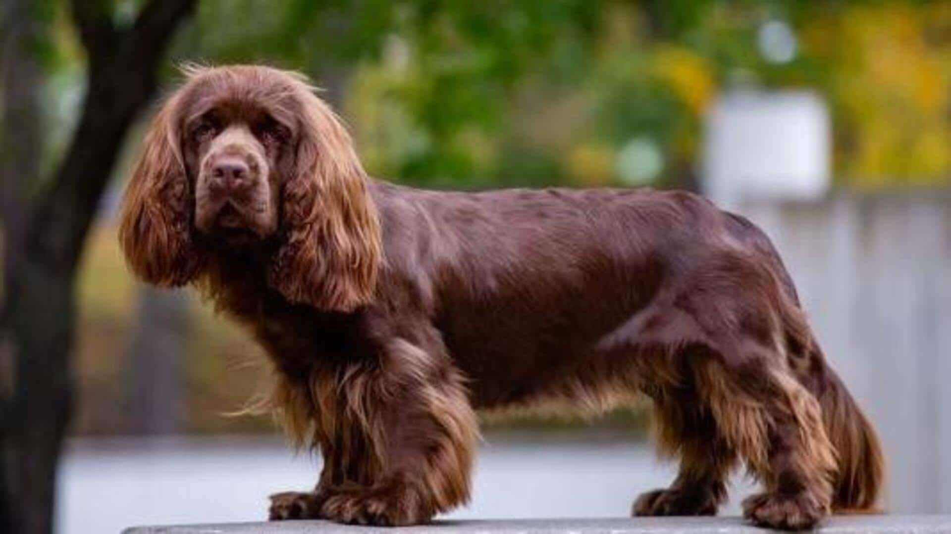 Sussex store spaniel spaniel