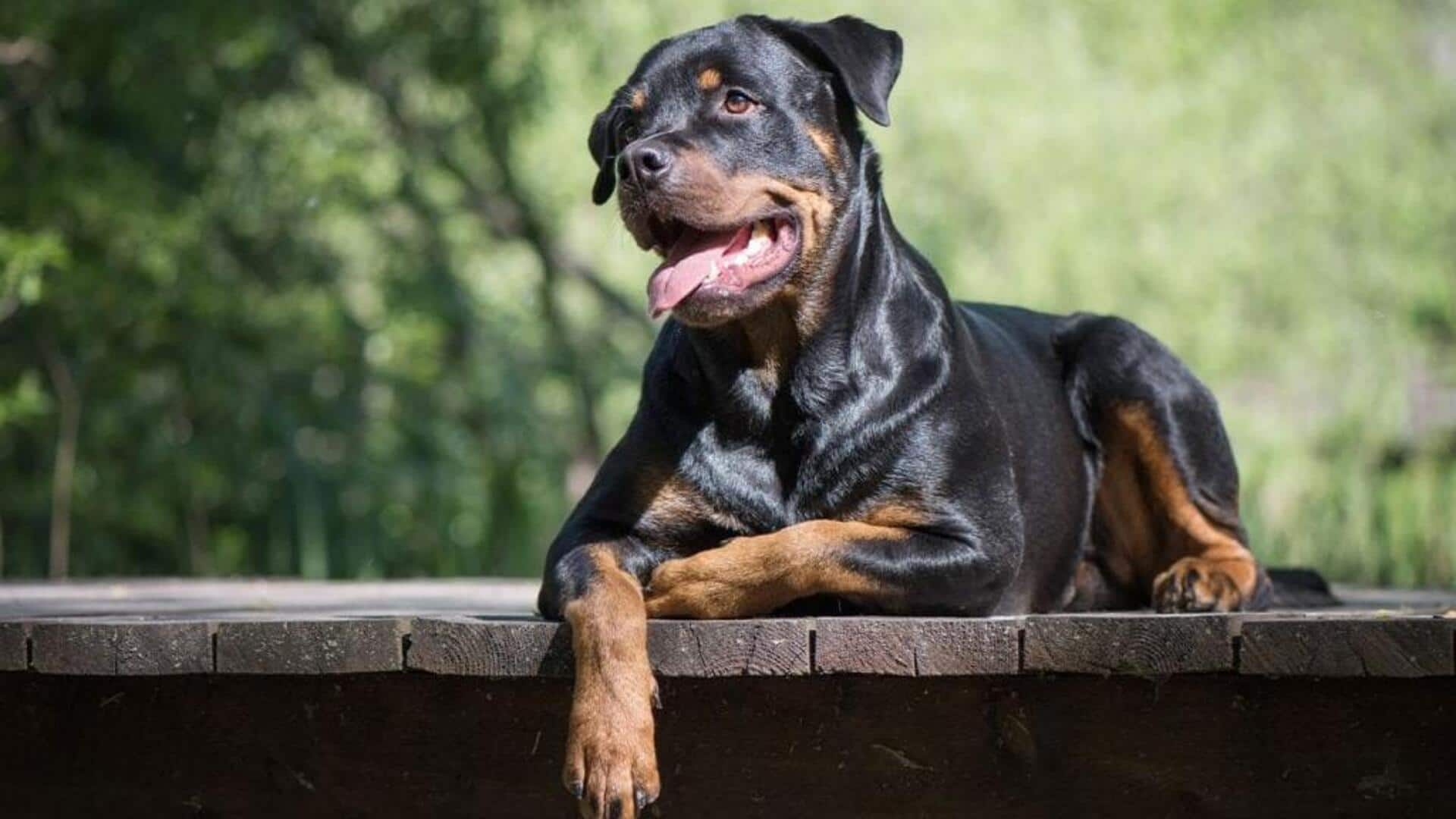 Rottweilers are prone to joint issues. Follow these prevention tips