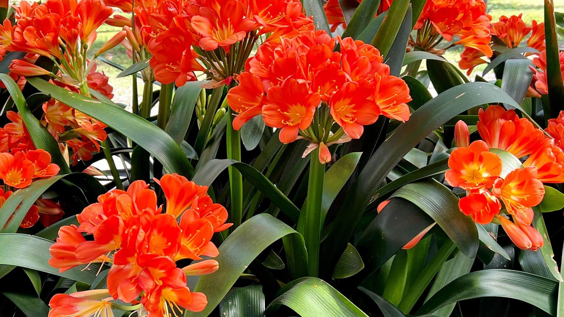 Tips to cultivate a healthy, blooming clivia plant at home