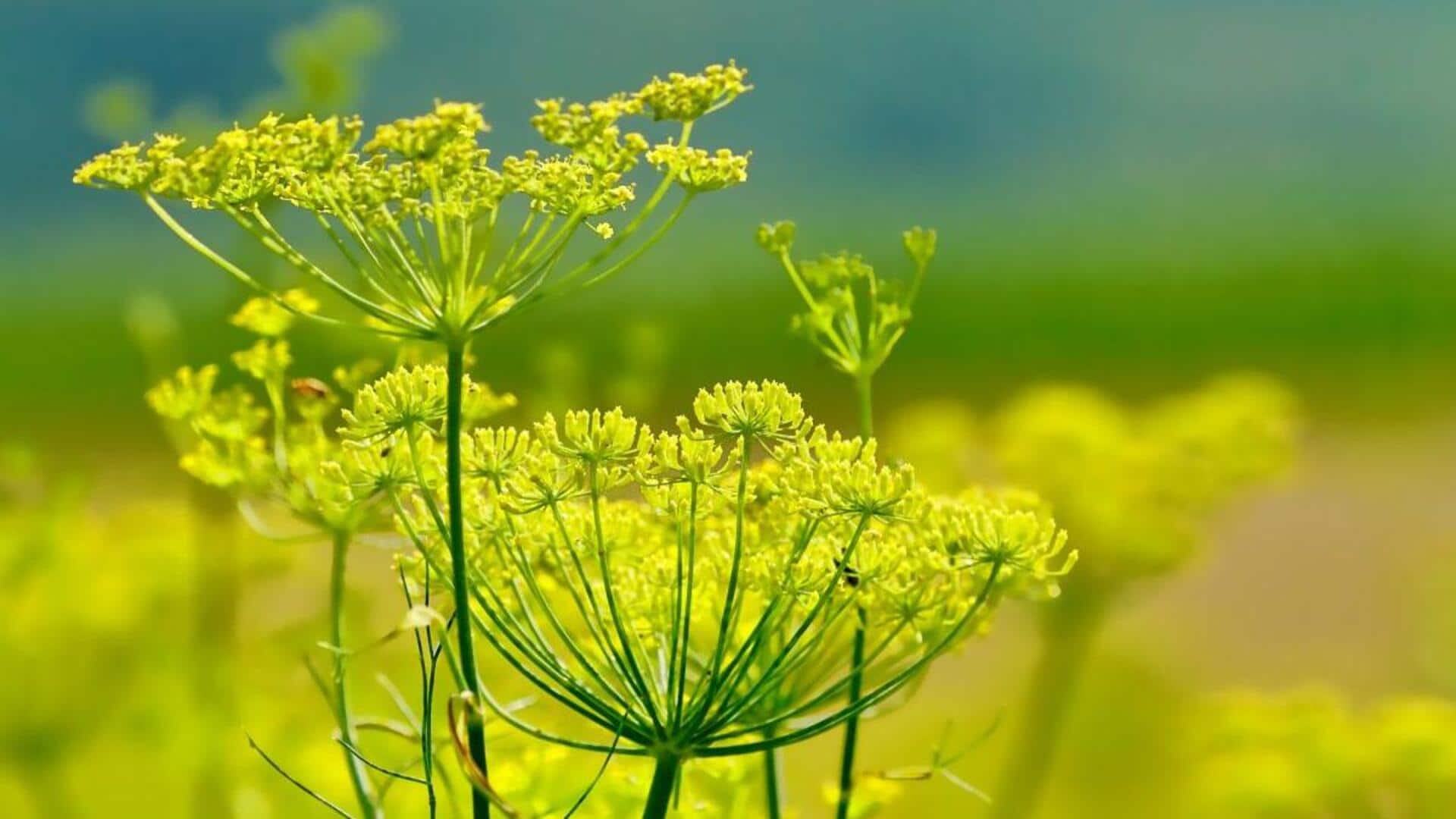 How to grow fennel at home