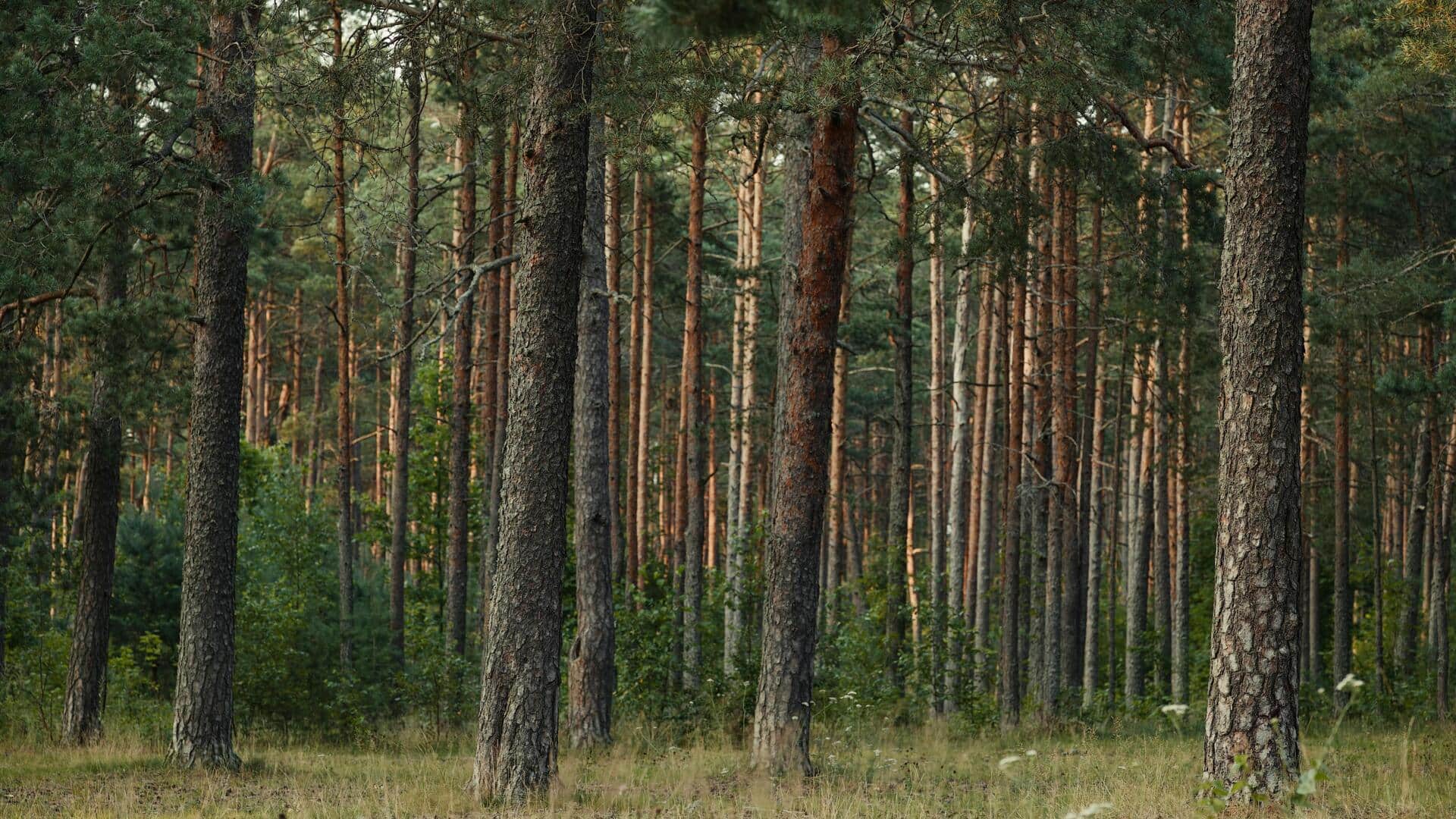 Forest bathing: The Japanese secret to mental clarity
