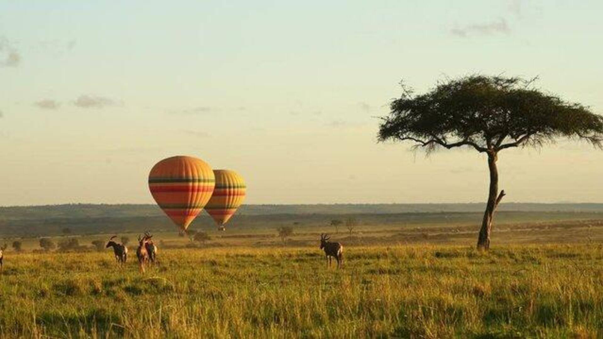 Want the most spectacular wildlife experience? Try hot air balloon  