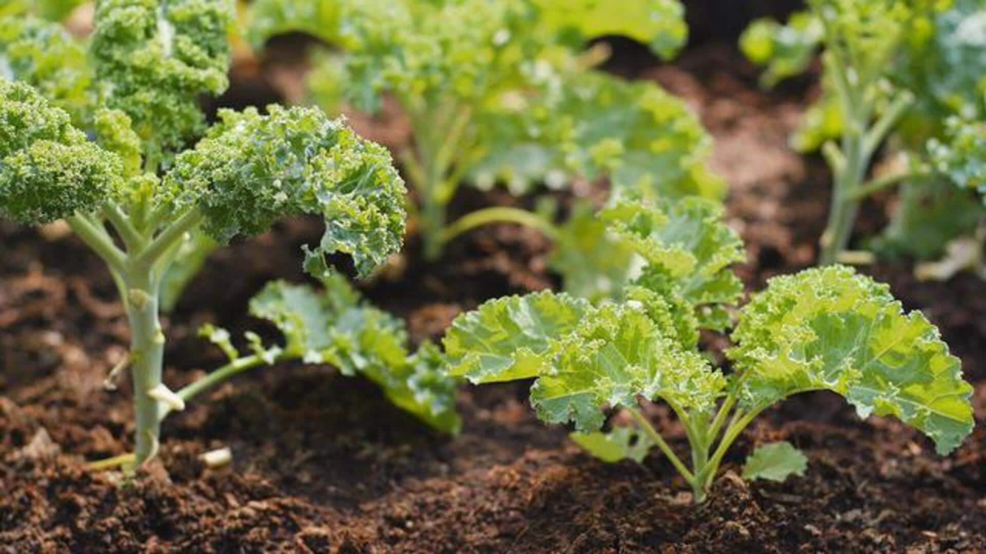 How to grow kale at home
