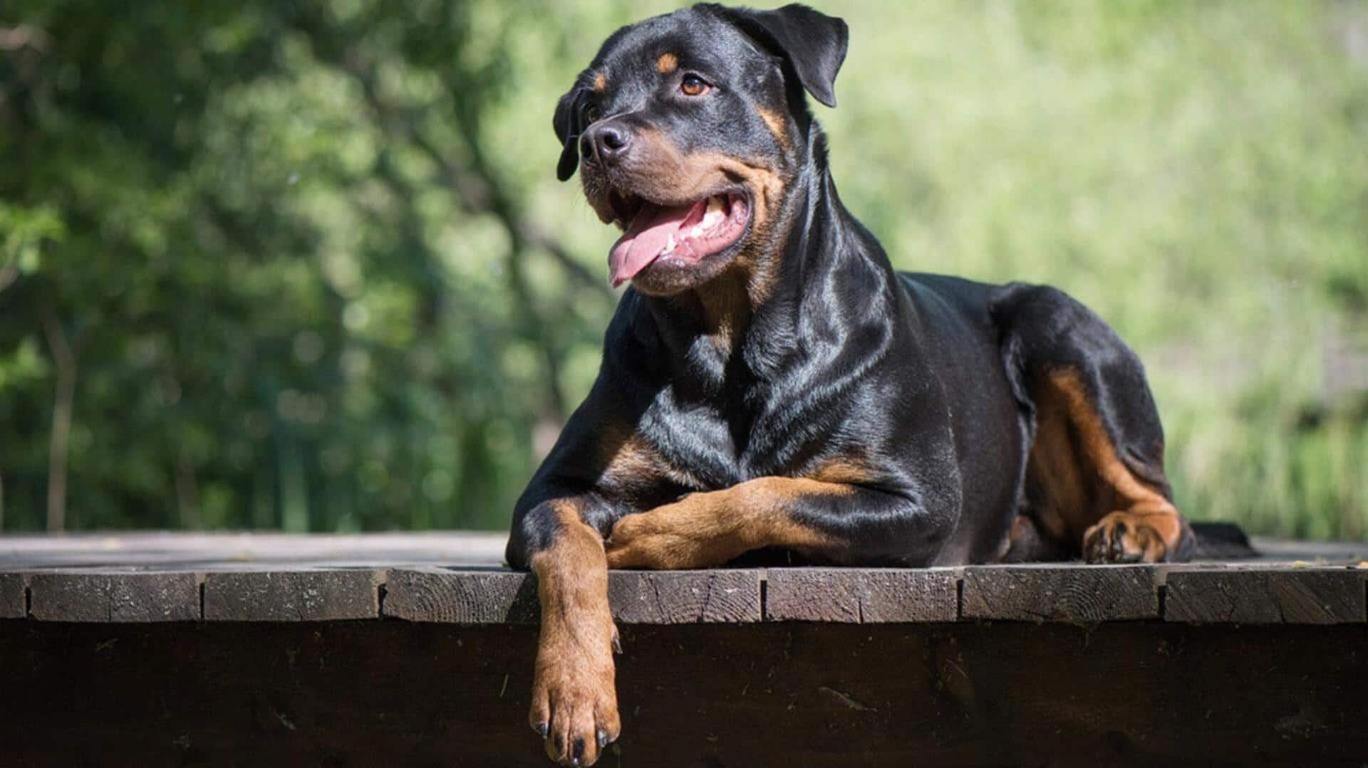 Got a Rottweiler at home? Practice these training tips