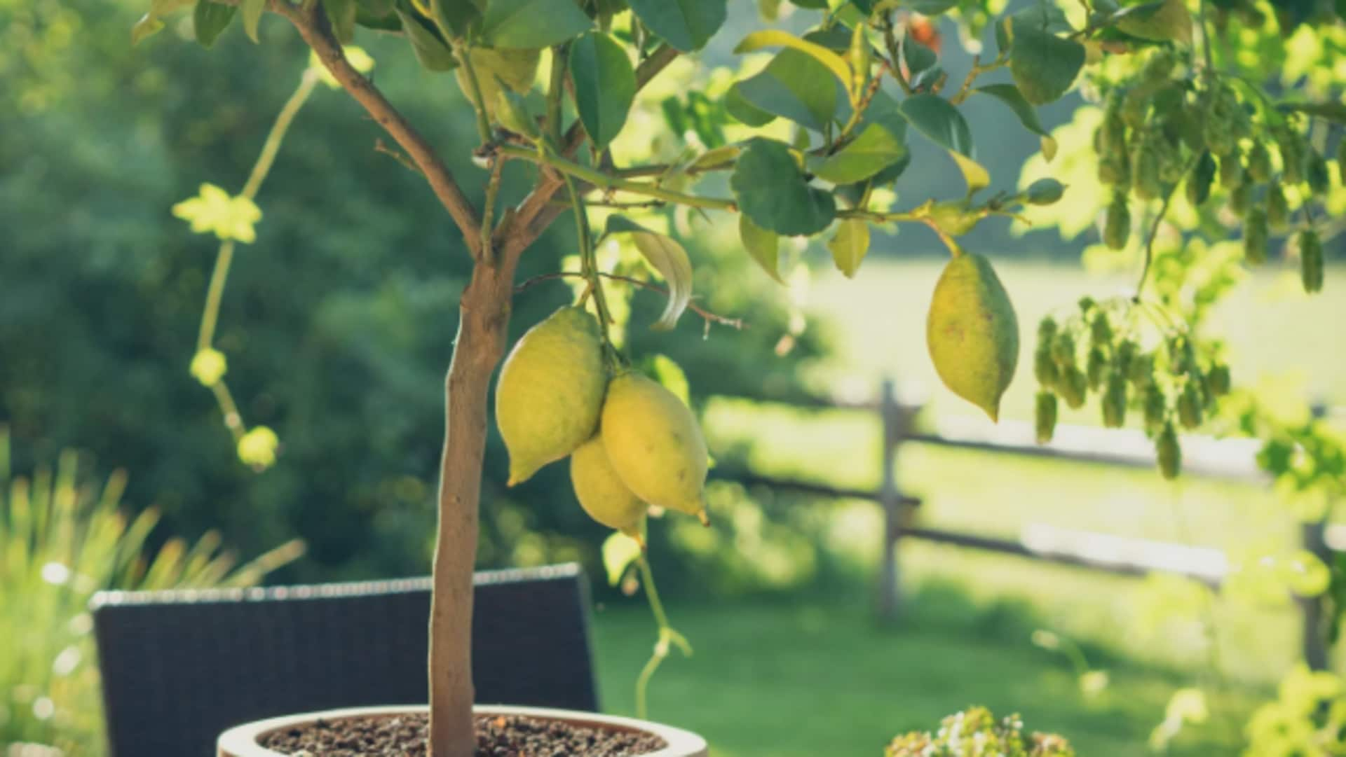 Growing juicy pear trees in patio pots