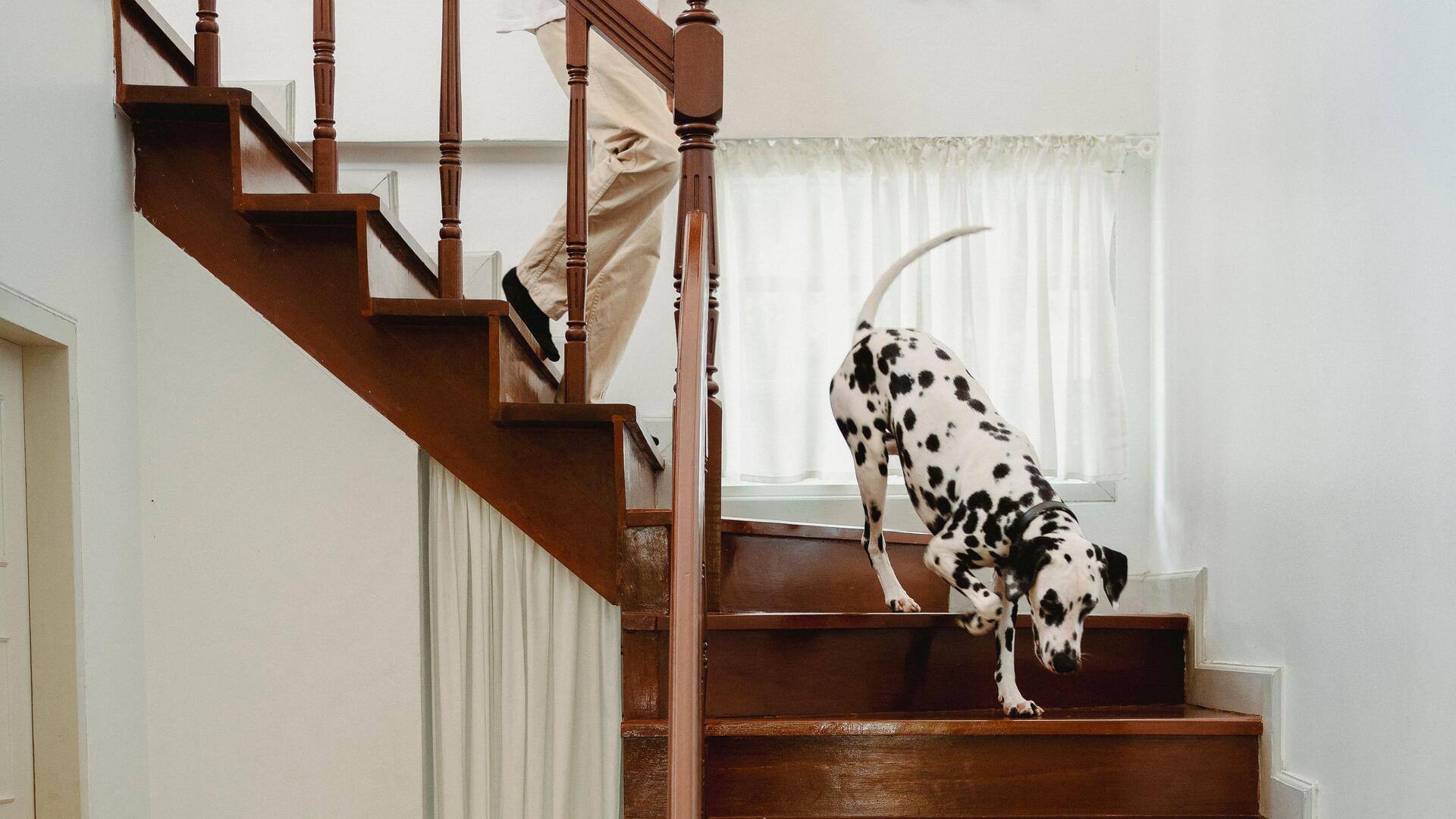 How to train your dog for safe stair climbing