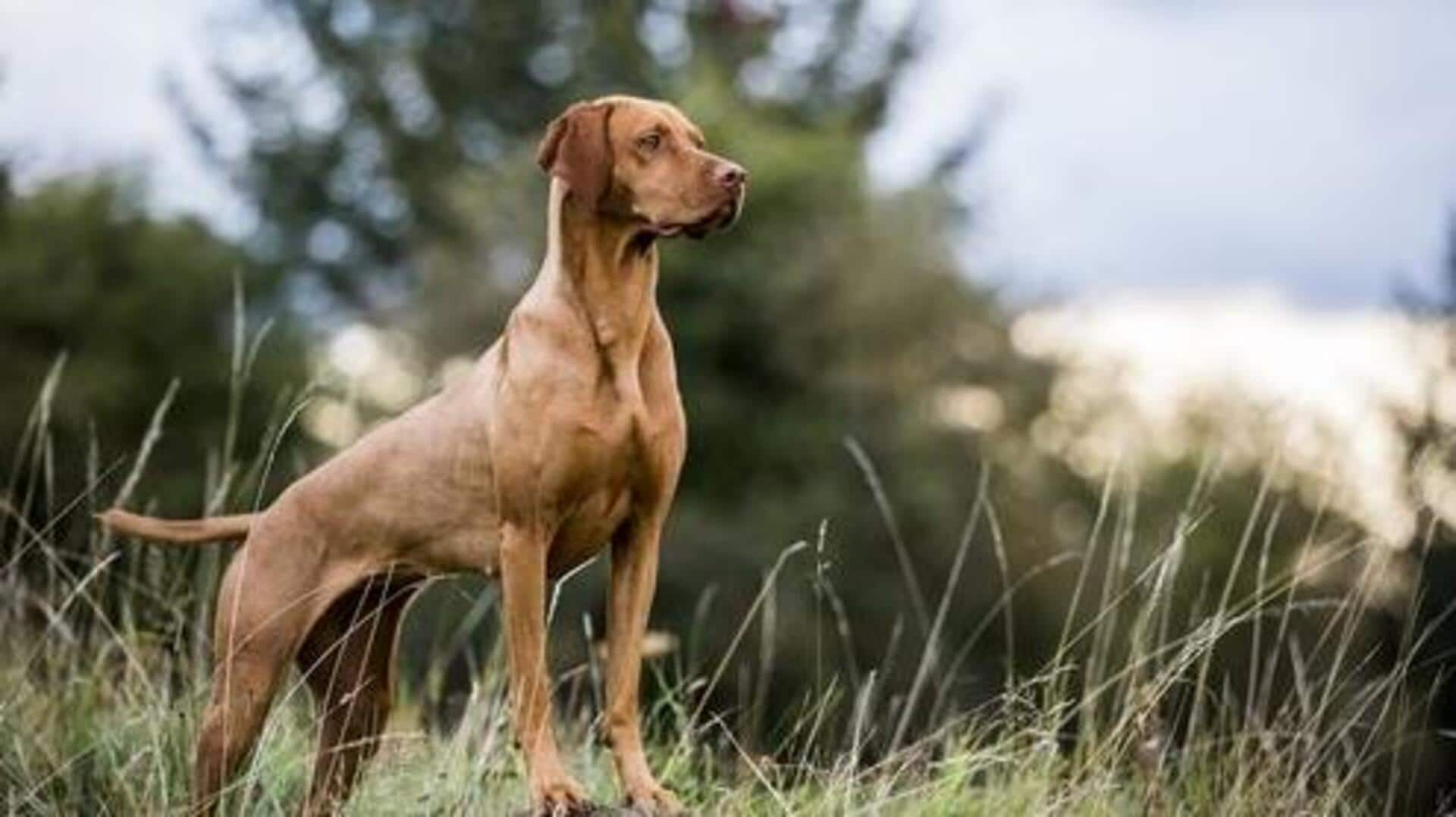 Easy, gentle techniques to train your Vizsla dog 