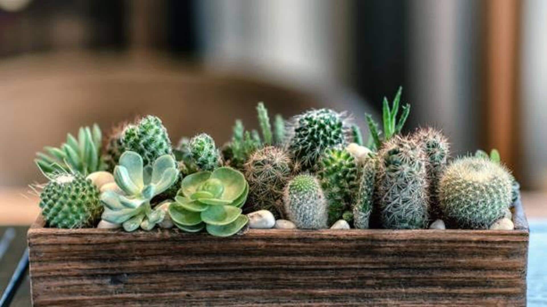Potted succulents 101: How to improve soil aeration