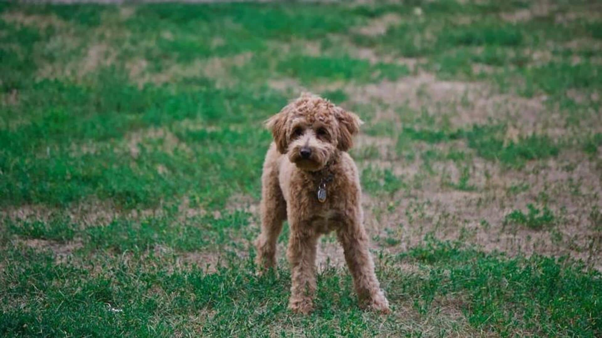 Essential diet tips for your Teacup Poodle