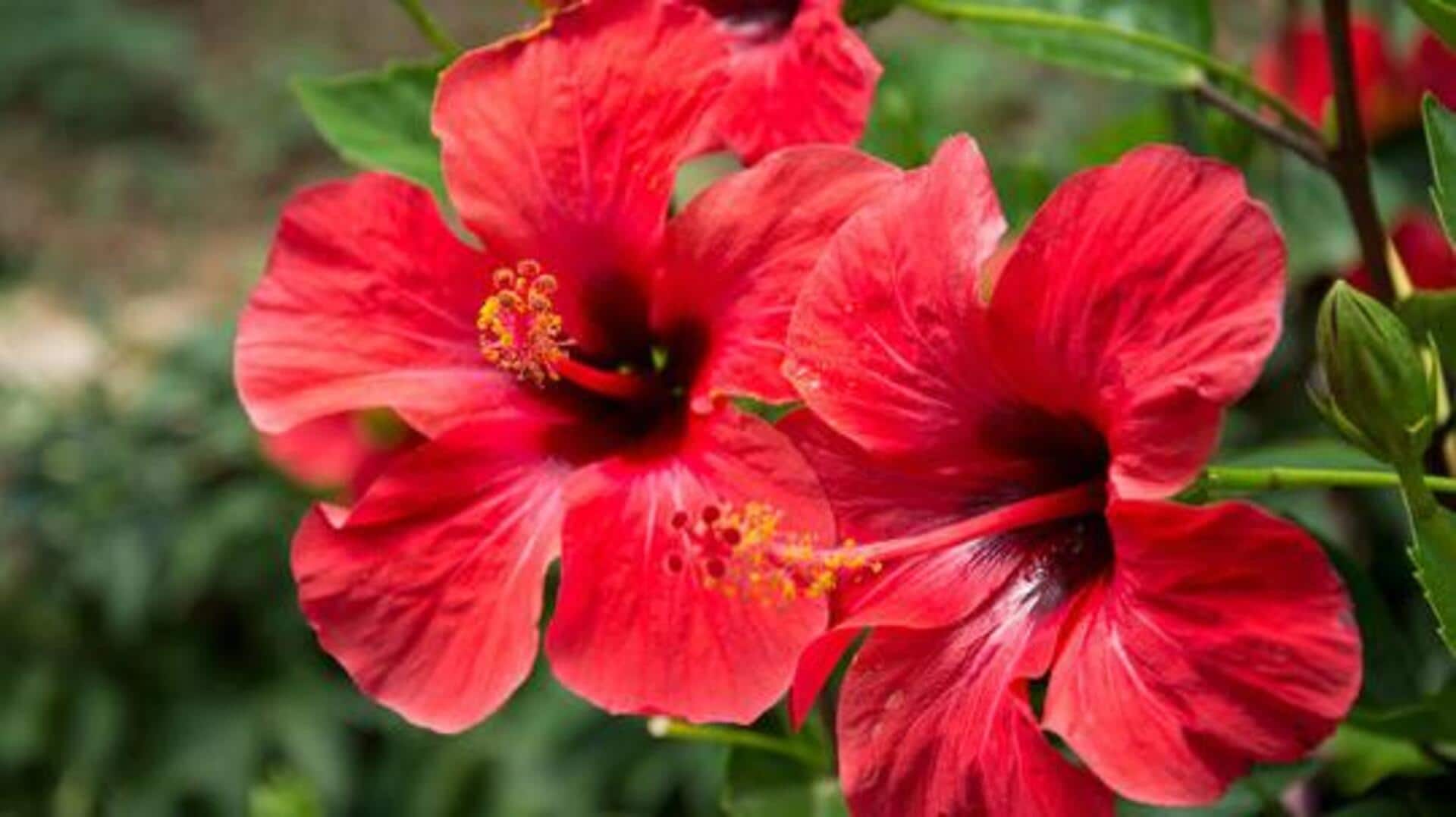 5 unique ways to use hibiscus flowers 5 unique ways to use hibiscus flowers