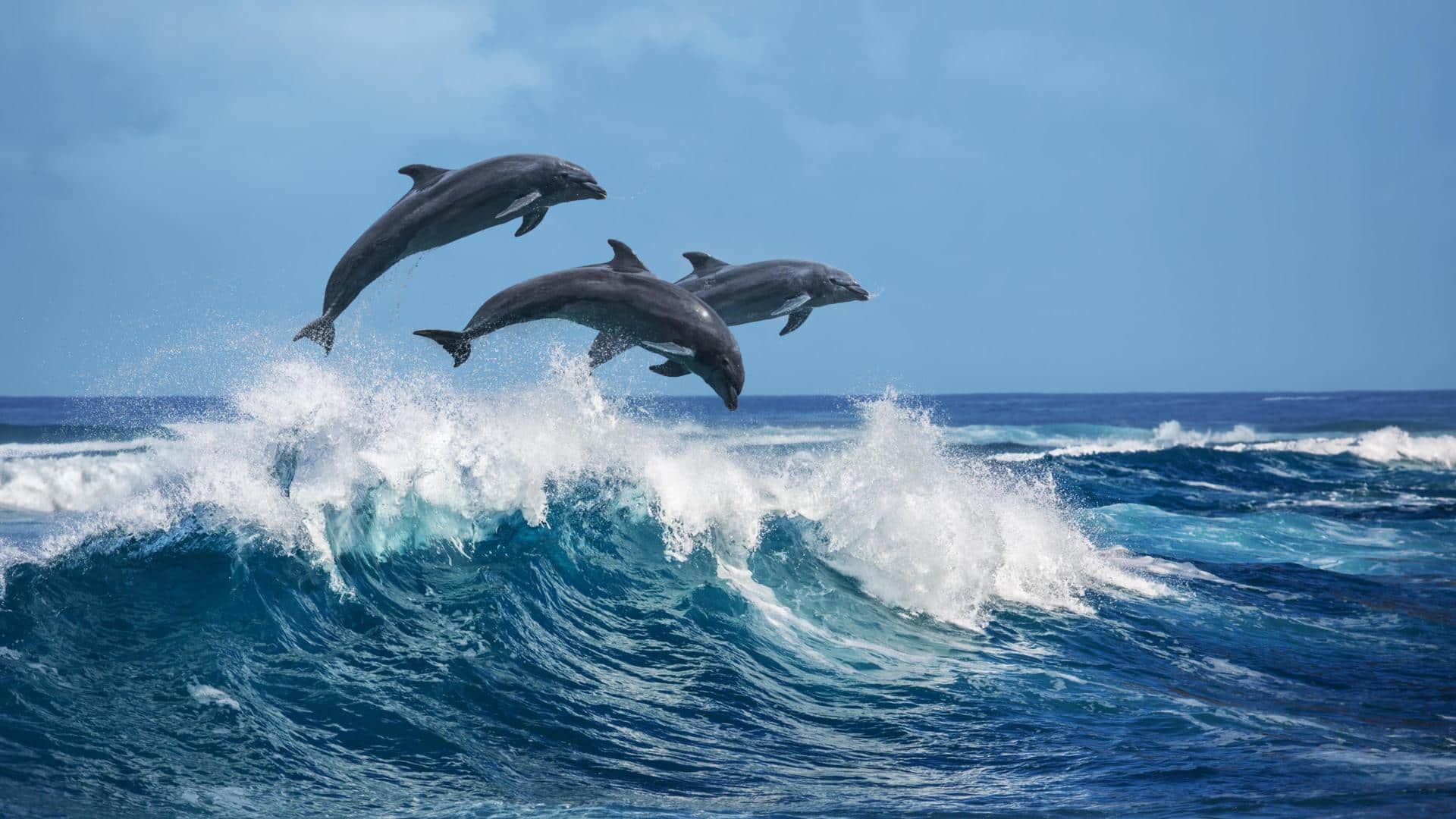 Dolphin Awareness Month: 5 'fin-tastic' facts about our aquatic friends