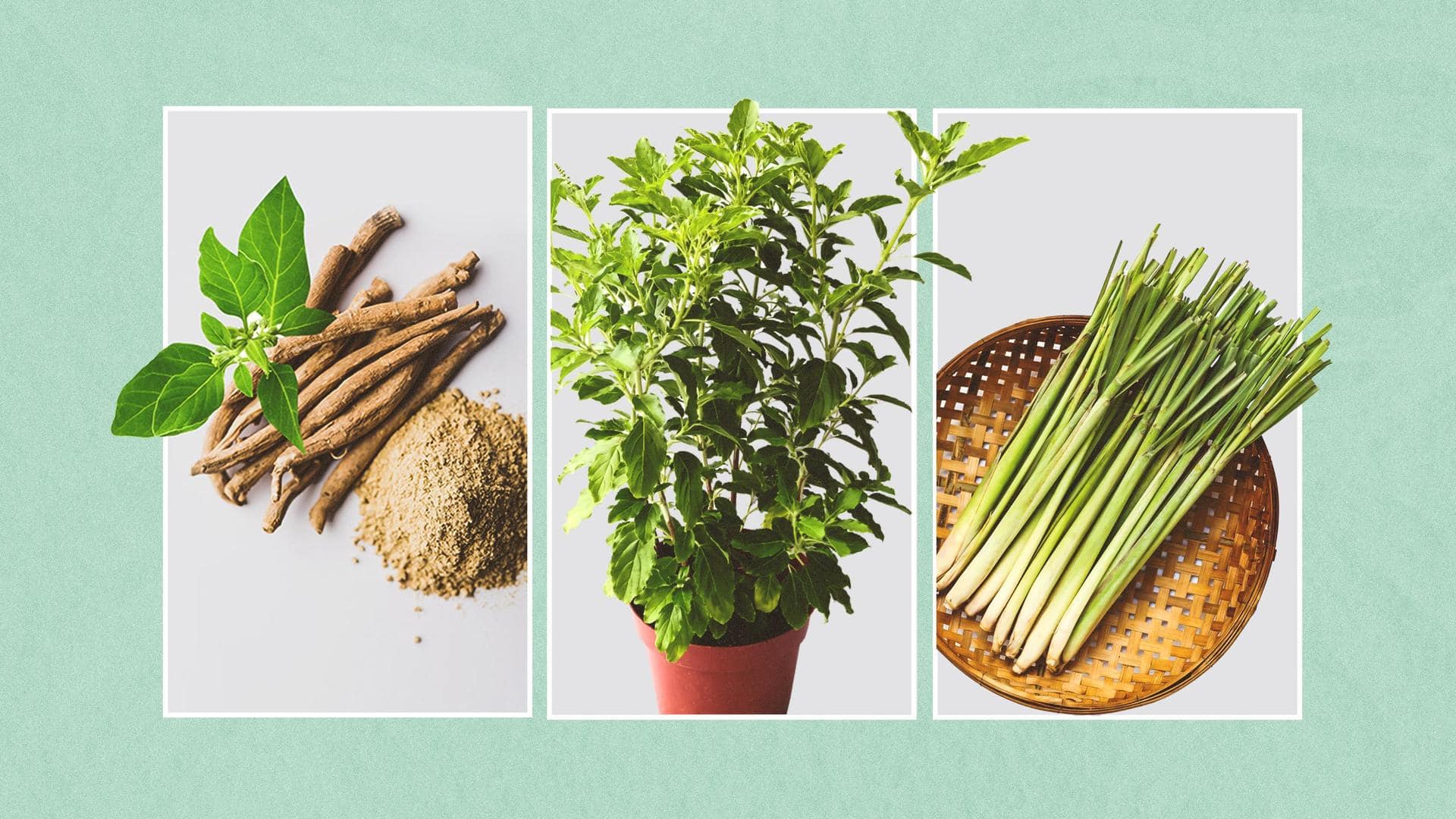 Try these Ayurvedic herbs to stay healthy during monsoon