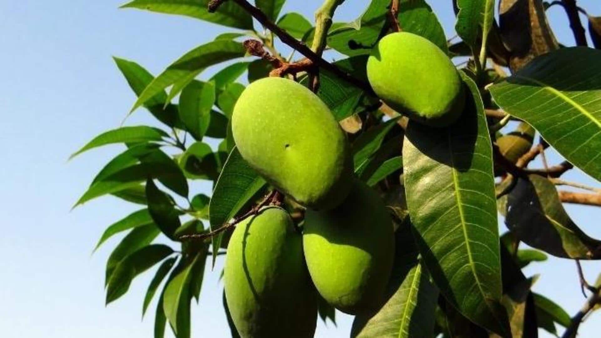 Why you must add mango leaves to your meals Why you must add mango leaves to your meals
