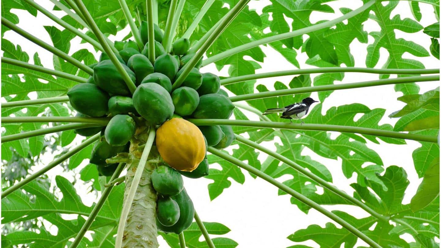 5 easy, healthy recipes using raw green papaya