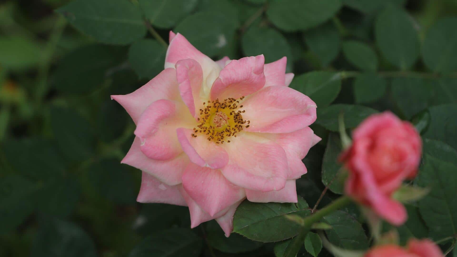 Turn your garden into a sensory paradise