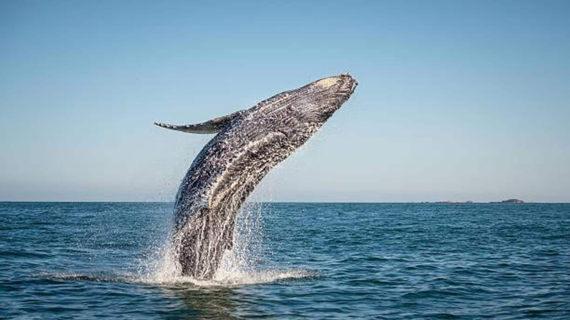 Top spots for whale watching in Iceland