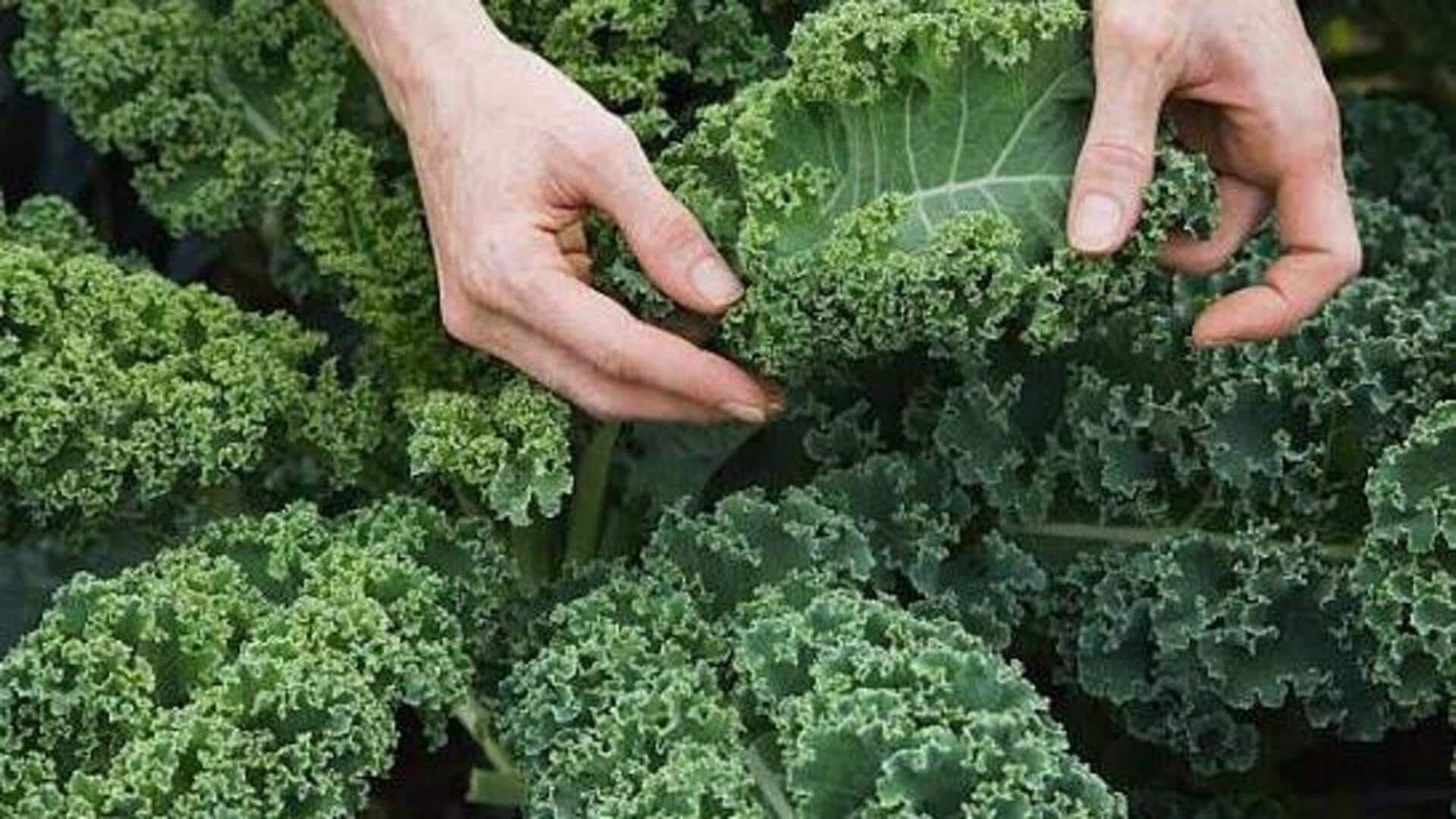 How to grow kale indoors