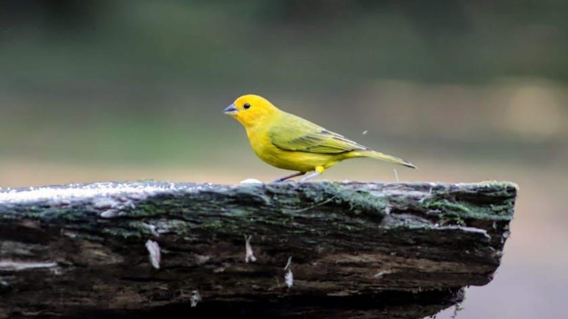 How birdwatching helps you relax How birdwatching helps you relax