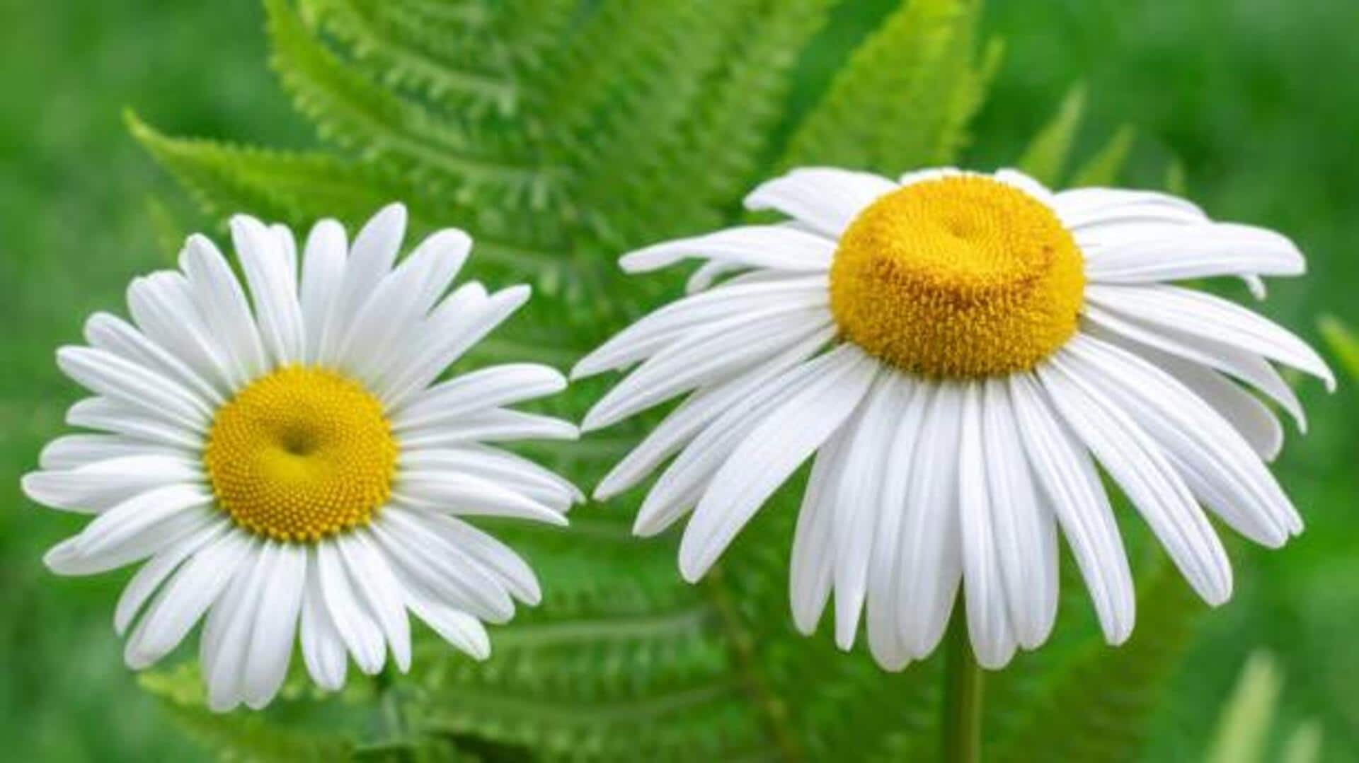 Why cape chamomile deserves your attention