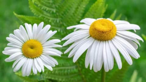 Why cape chamomile deserves your attention