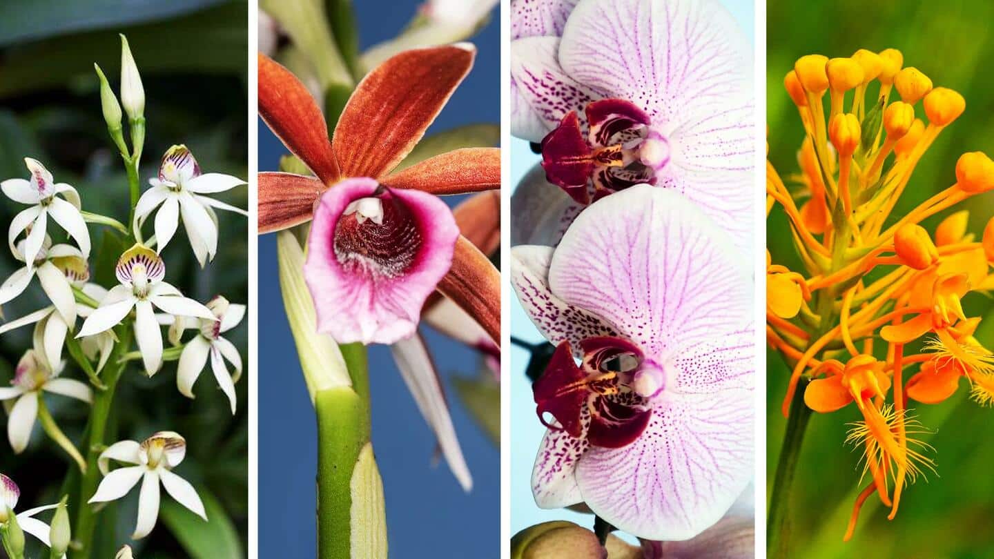 Bring home these 5 easy-to-grow orchids