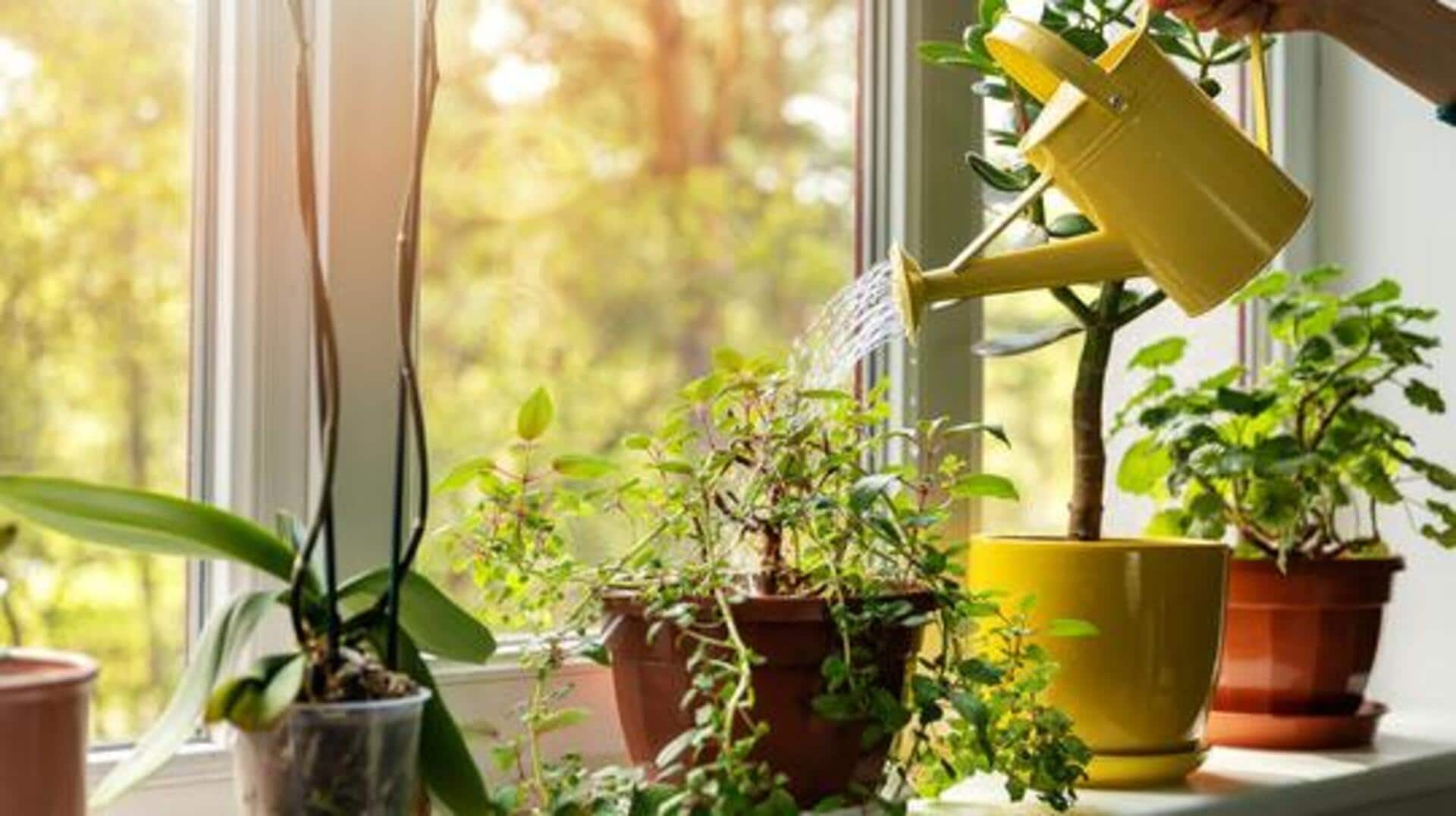 Plant parenting 101: 5 tips to avoid overwatering Plant parenting 101: 5 tips to avoid overwatering