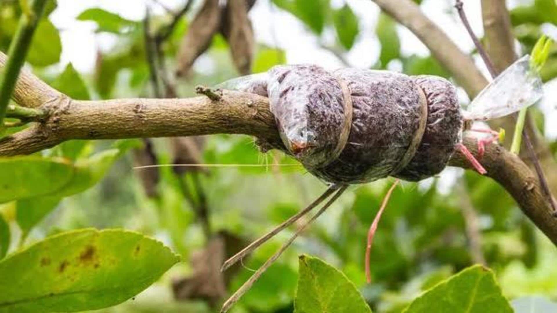 What is air layering in gardening? 