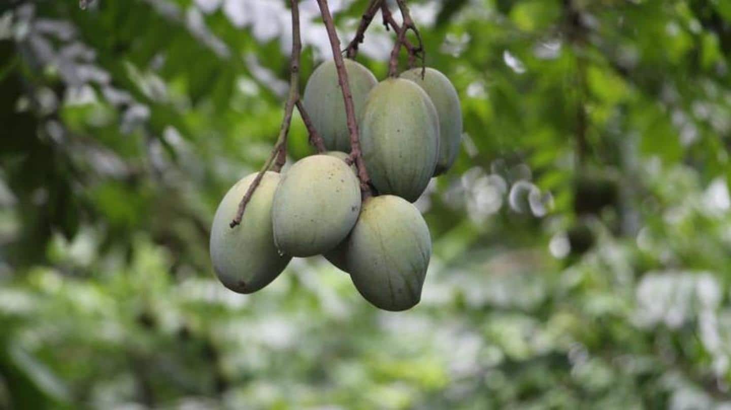 Health benefits of raw mango (and 3 recipes)