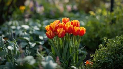 Gardening 101: Tips for brighter flower blooms 