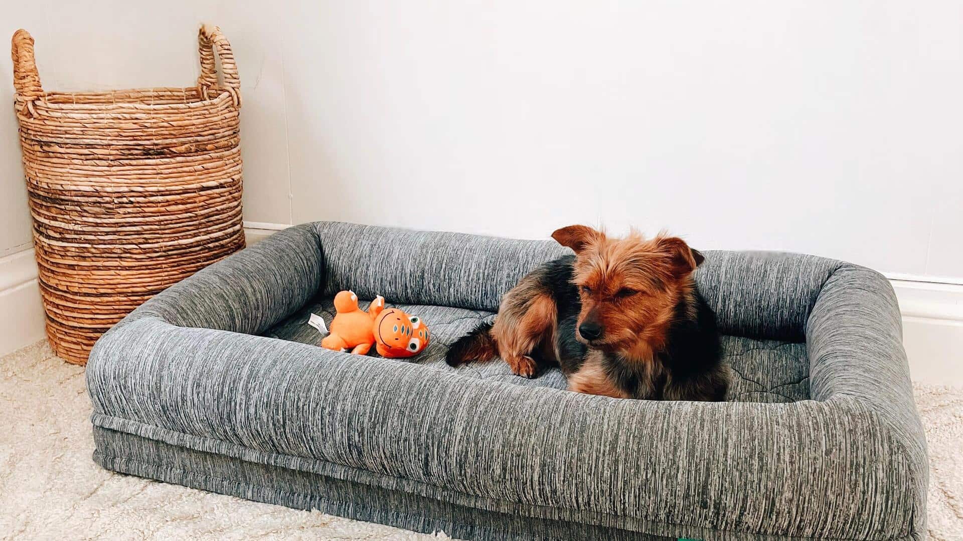 How to keep your dog's bed smelling fresh