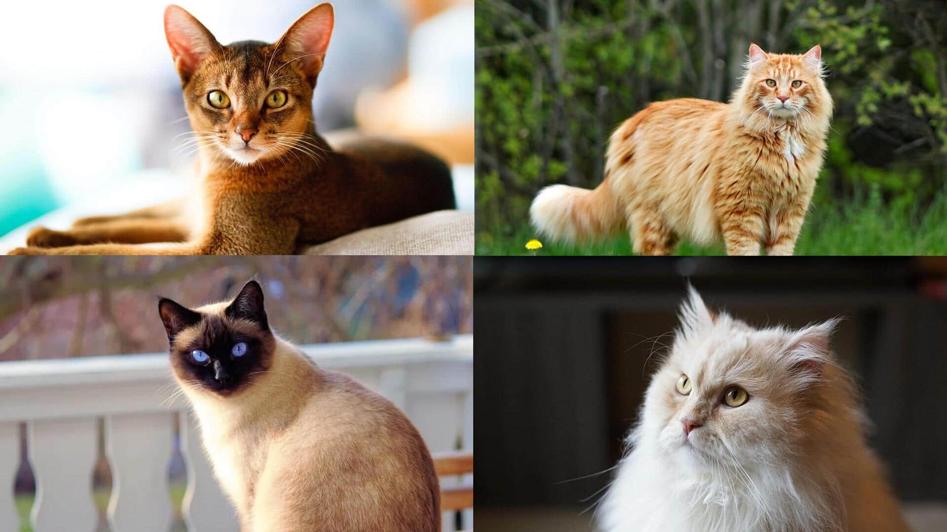 Purr-fect companions: Top cat breeds for children
