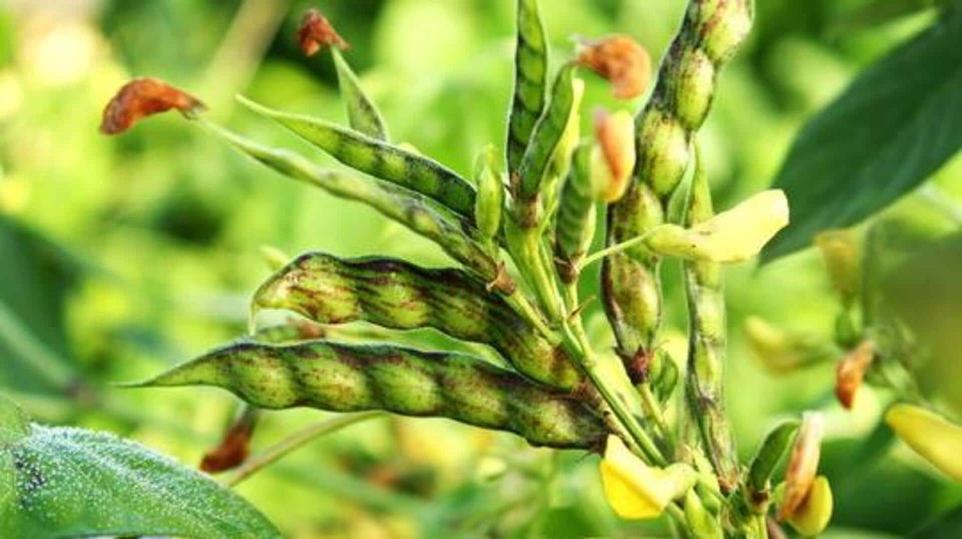 How to grow pigeon peas on your balcony